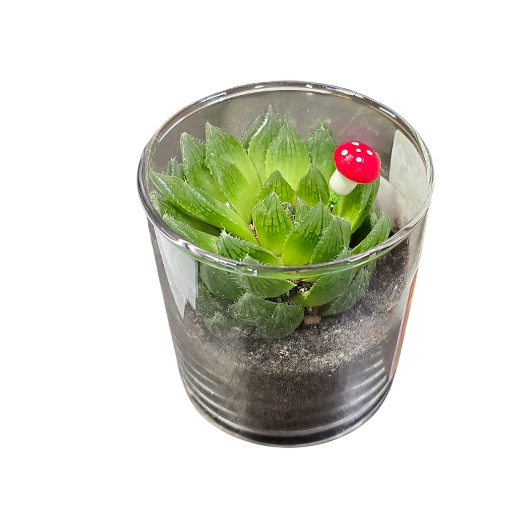 Адромискус Купери