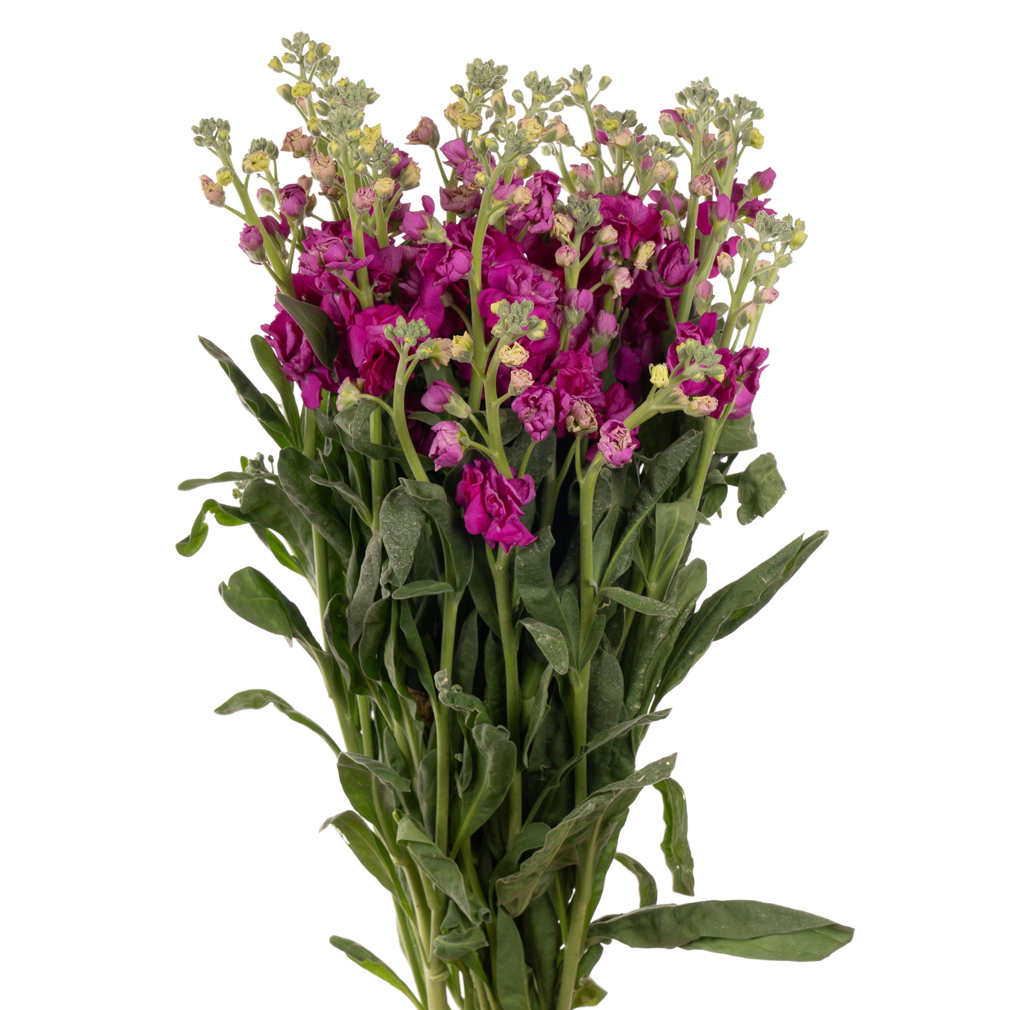 Маттиола куст темно-розовая