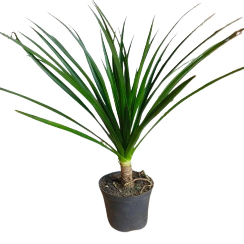 Драцена Драко