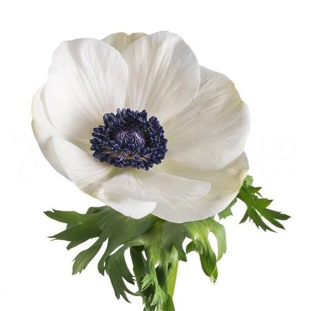 Анемон мистраль плюс белый