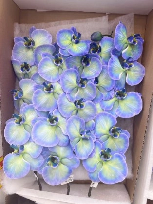 Фаленопсис мс32