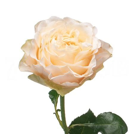 Роза однг анфогеттабл