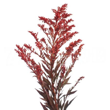 Солидаго краш. красное