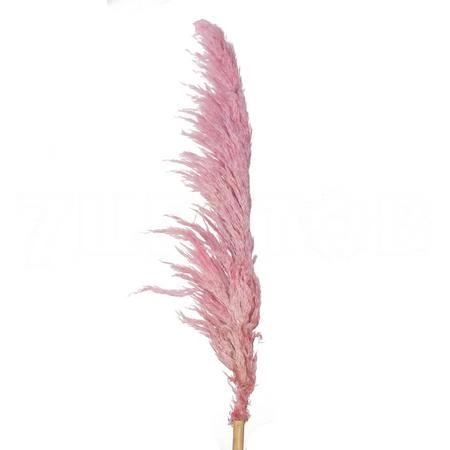 Кортадерия краш. сух. розовая