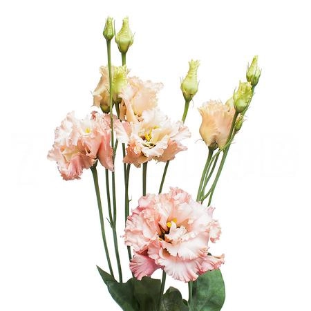 Лизиантус ду алиса лайт априкот