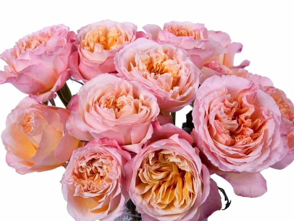 Роза однг давид остин эдит