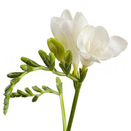 Фрезия эн корветт