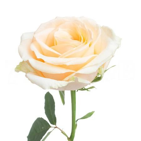 Роза однг аваланч пич