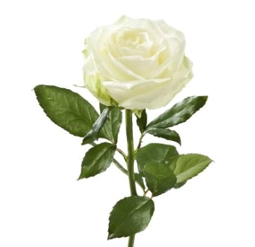 Роза однг аваланч