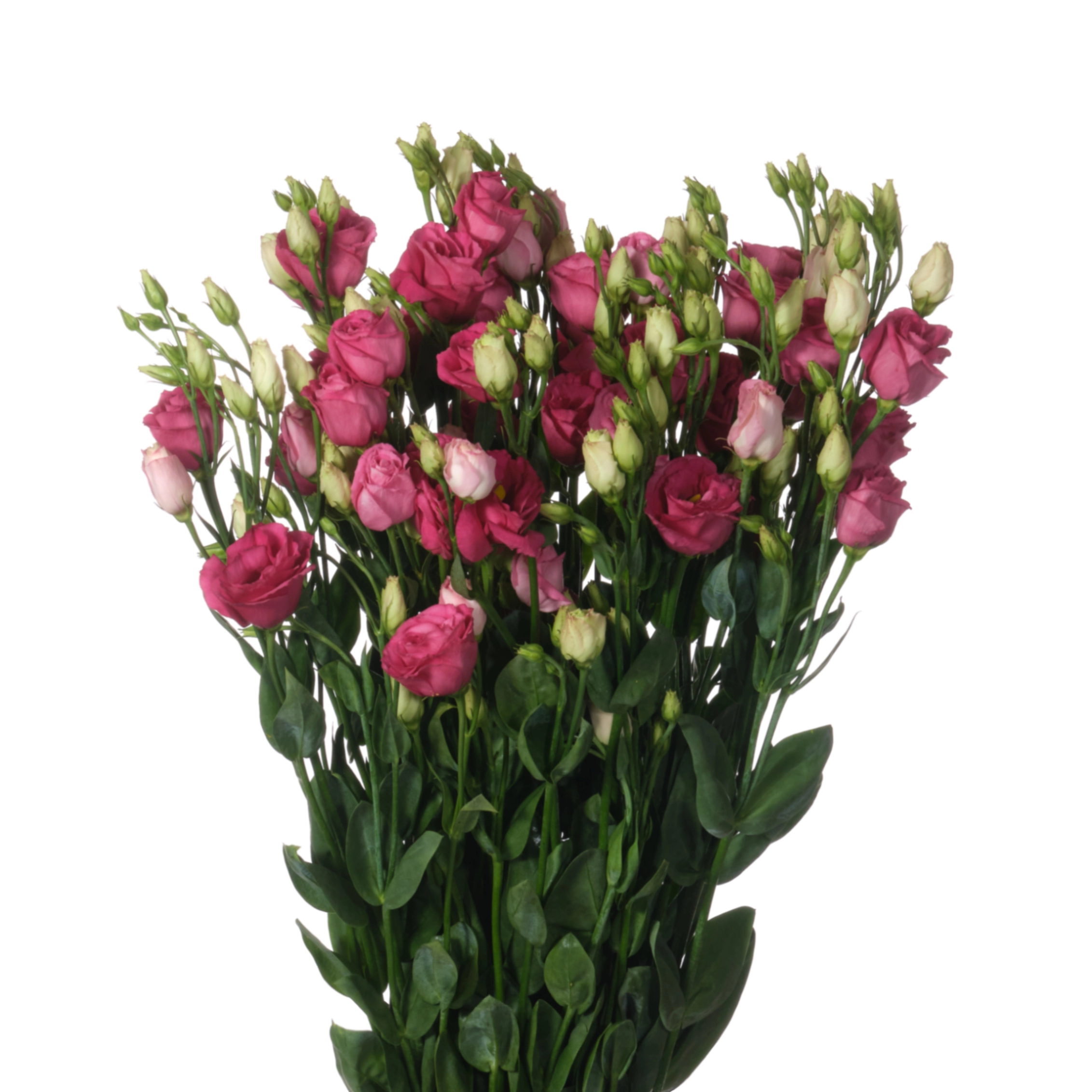 Лизиантус махровый розита ред