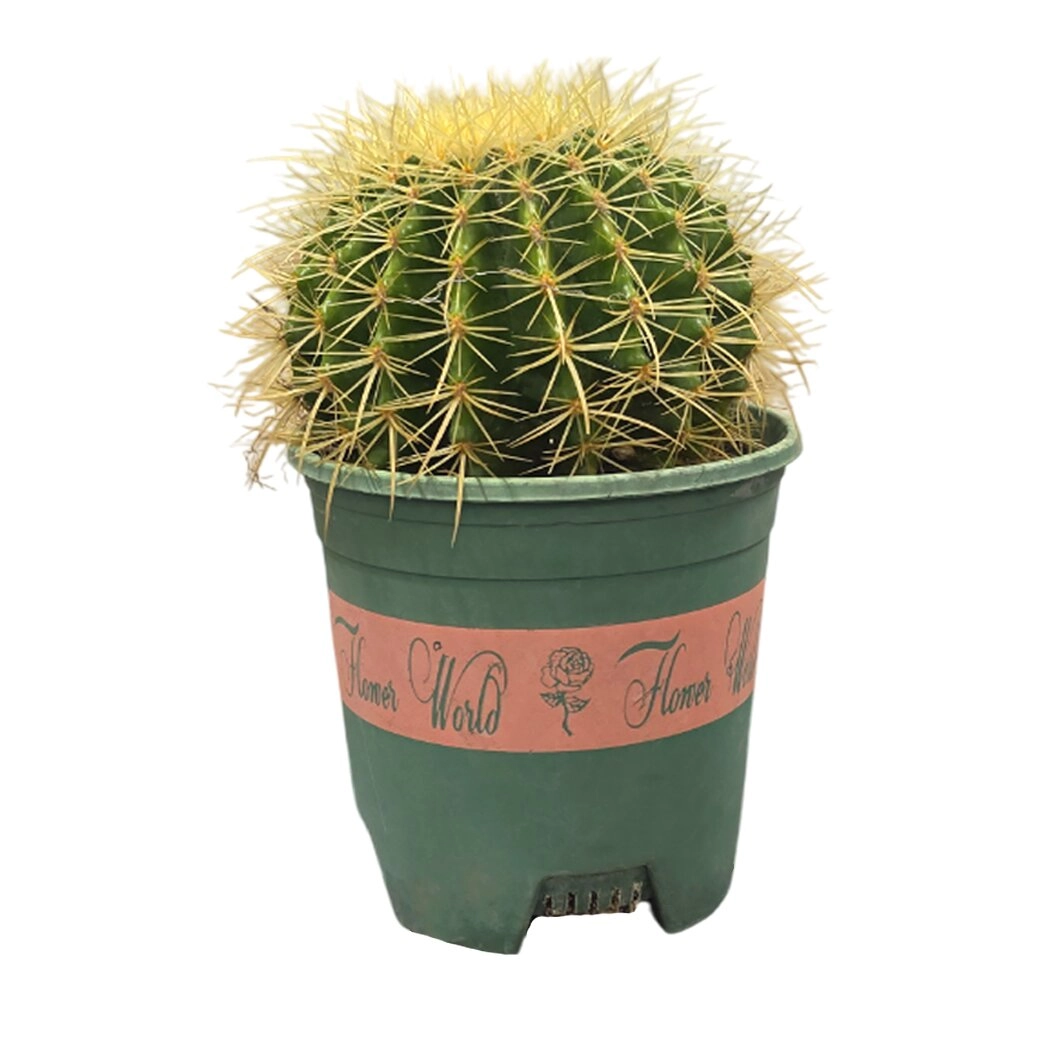 Эхинокактус Грузони