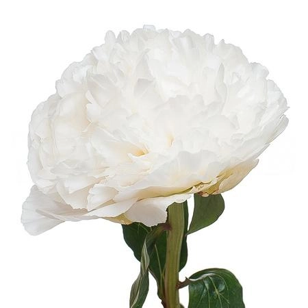 Пион боул оф крим