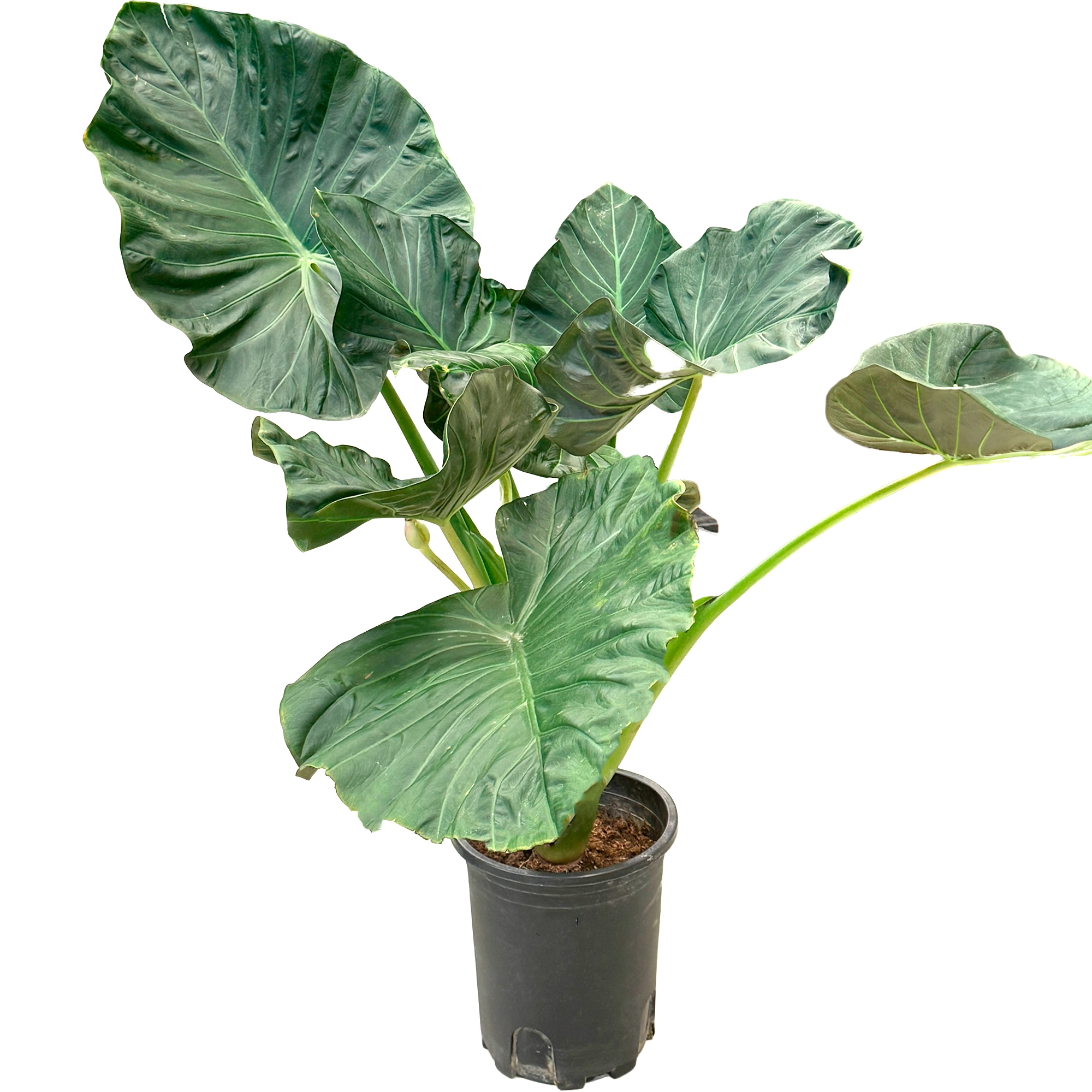 Алоказия Регал Шилдс