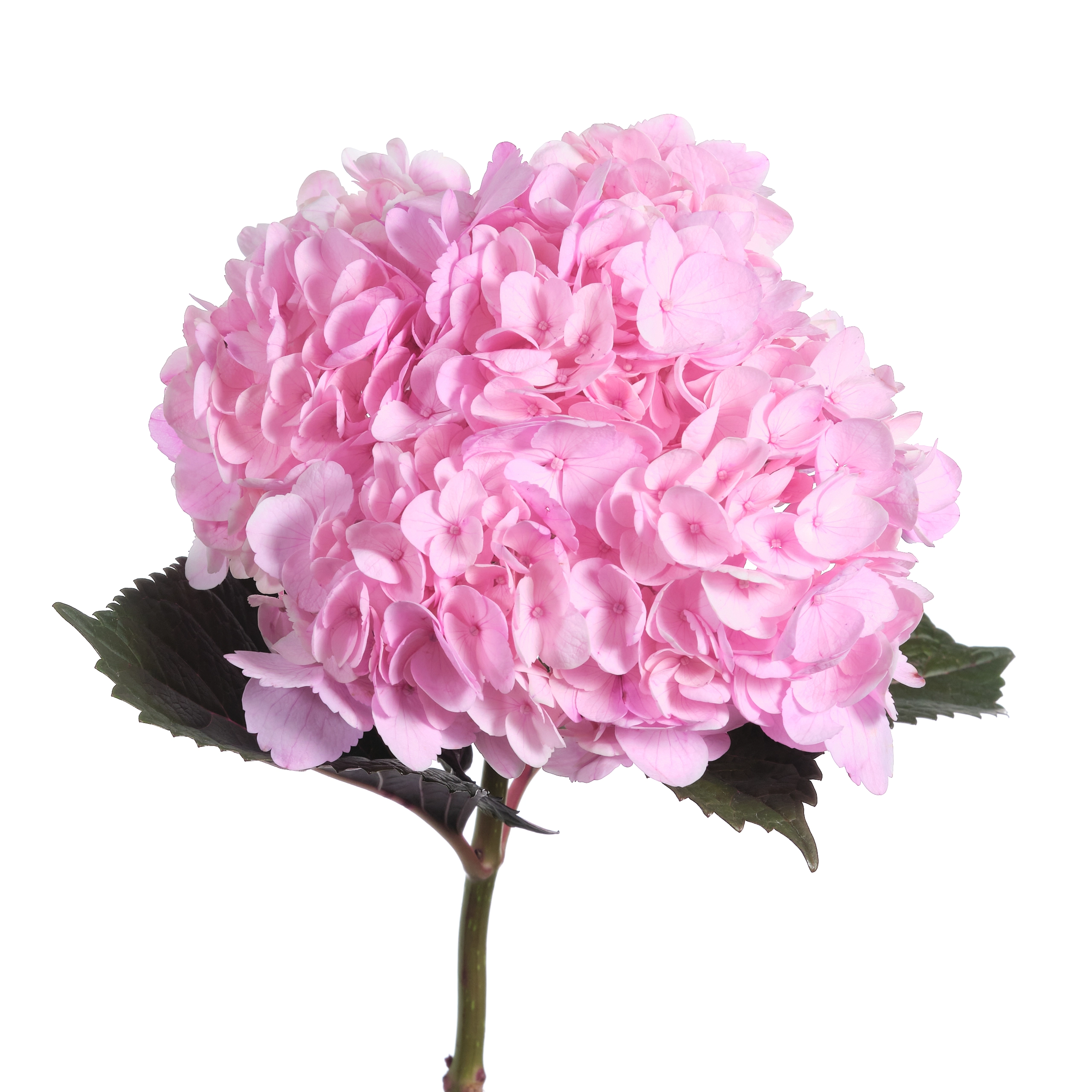 Гидрангия джамбо пинк