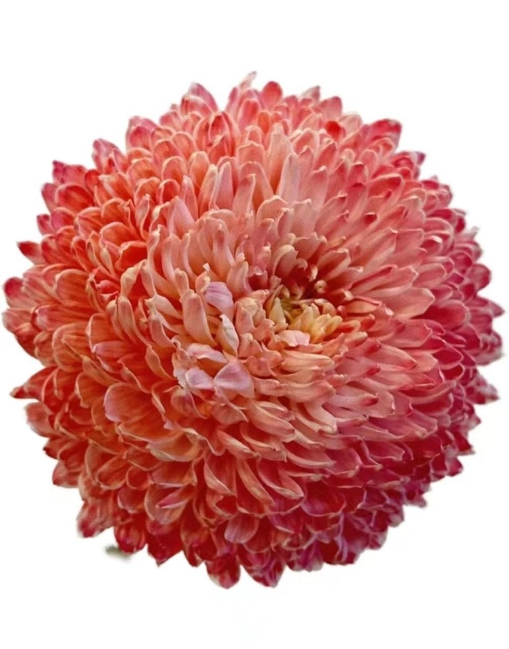 Хризантема краш. однг мамс пиони кармина