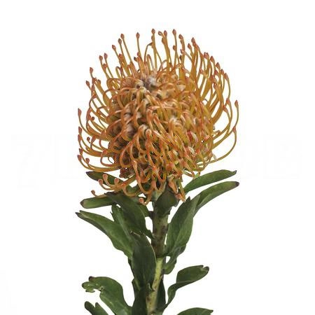 Нутан айоба сан