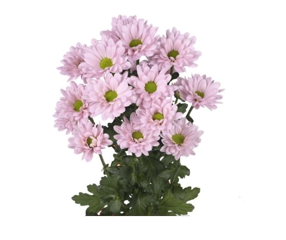 Хризантема тр катинка