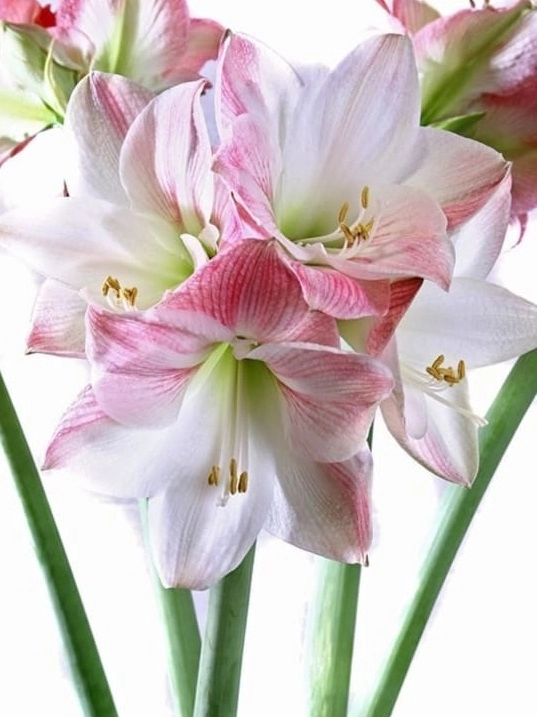 Амариллис эппл блоссом