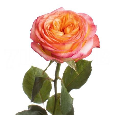 Роза однг хоудини