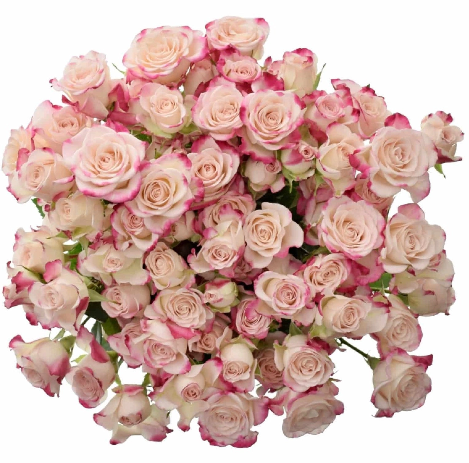 Роза тр рефлекс