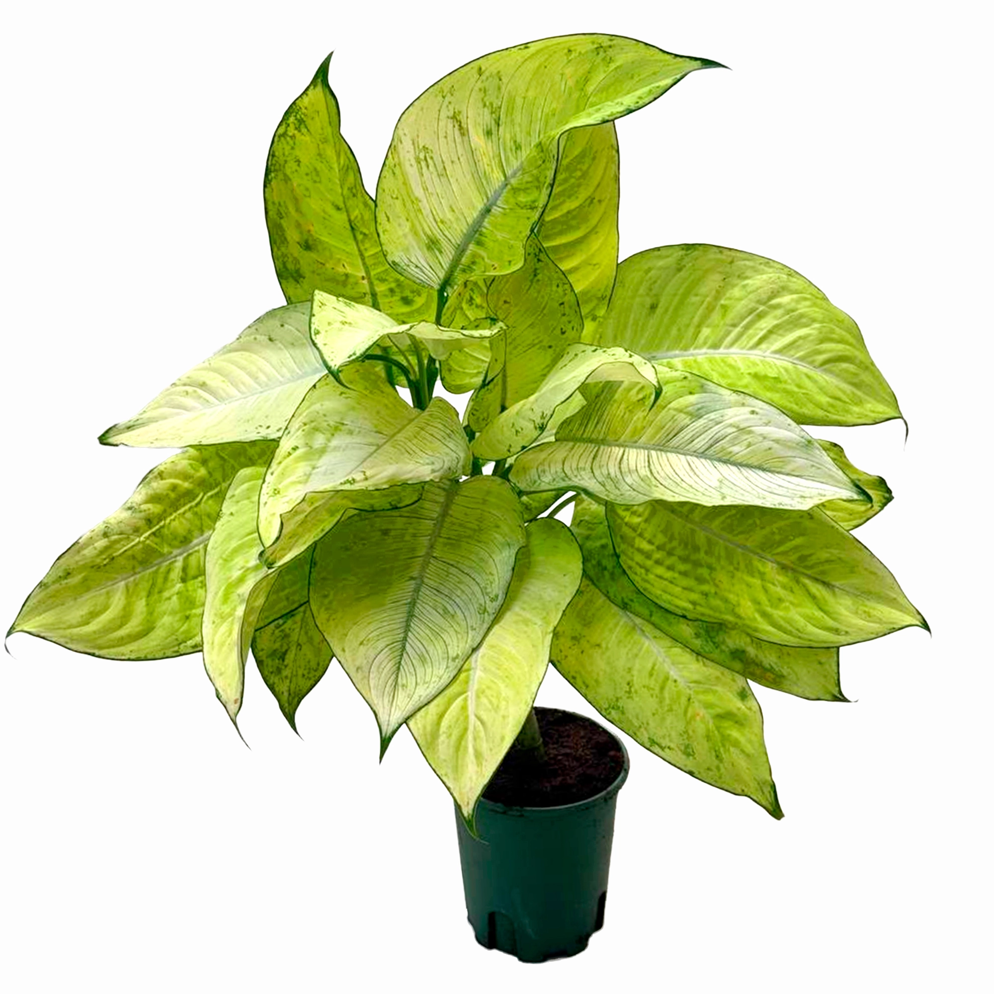 Диффенбахия Авокадо