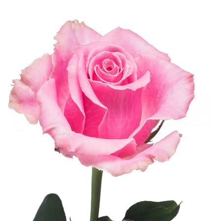 Роза однг хани аваланч