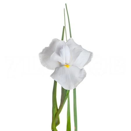 Ирис касабланка