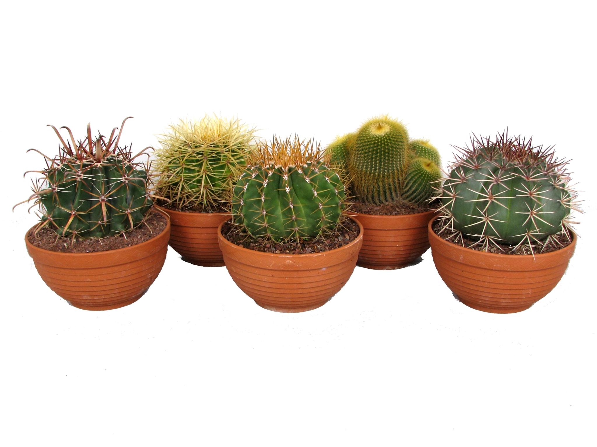 Кактус Микс в плошке