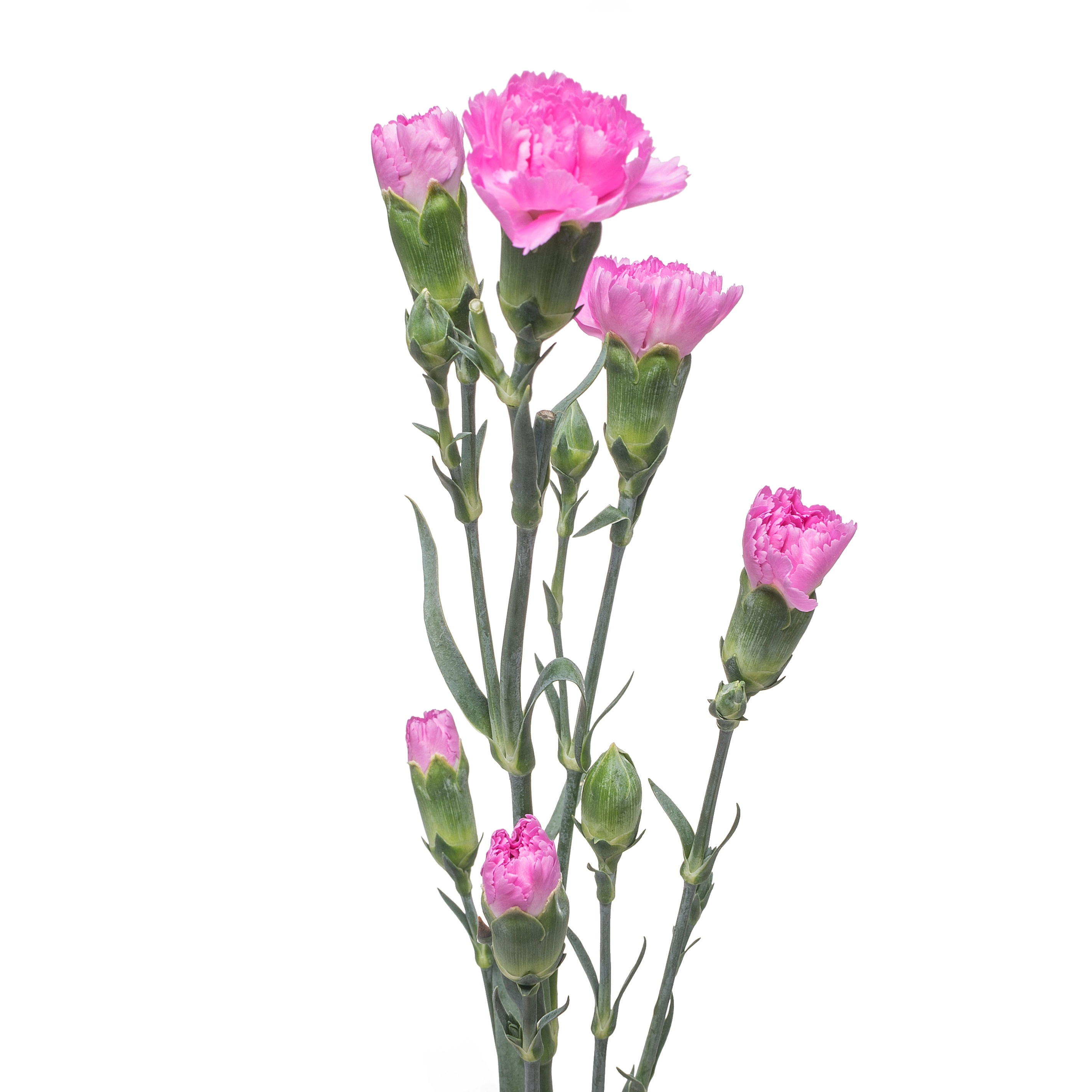 Гвоздика куст лавандовая