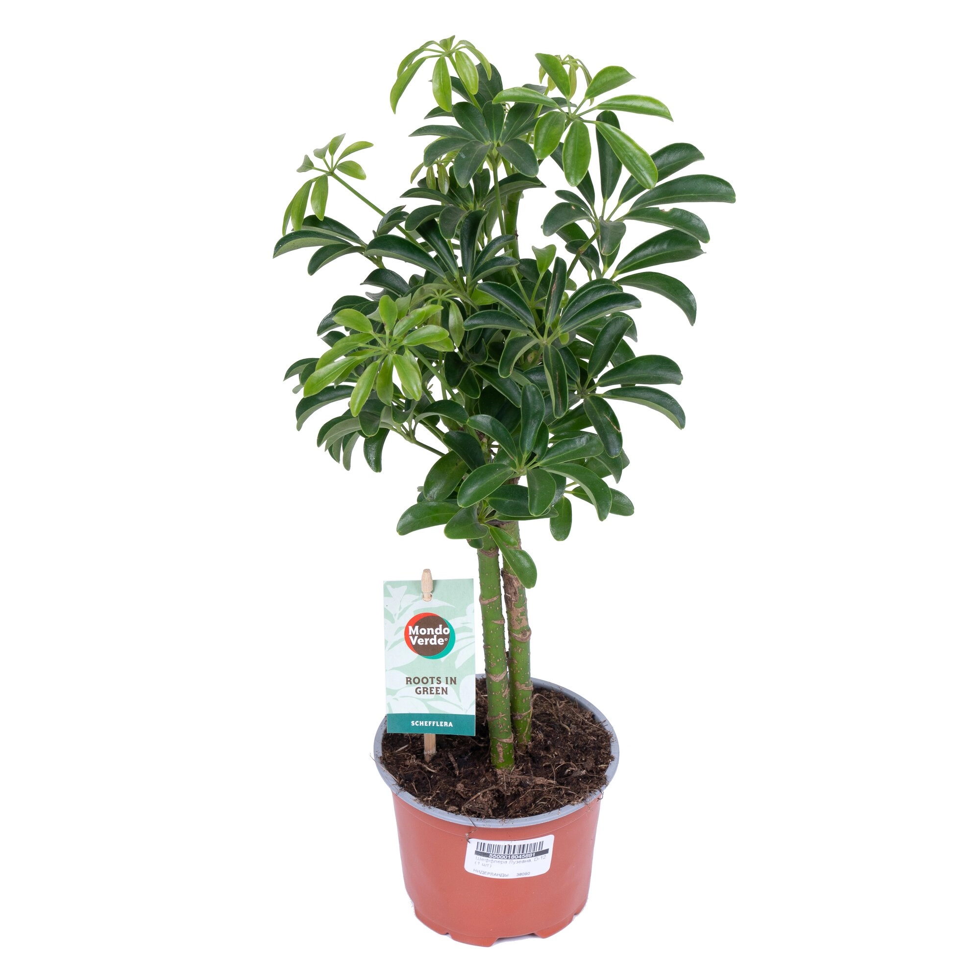 Шеффлера Лузеана