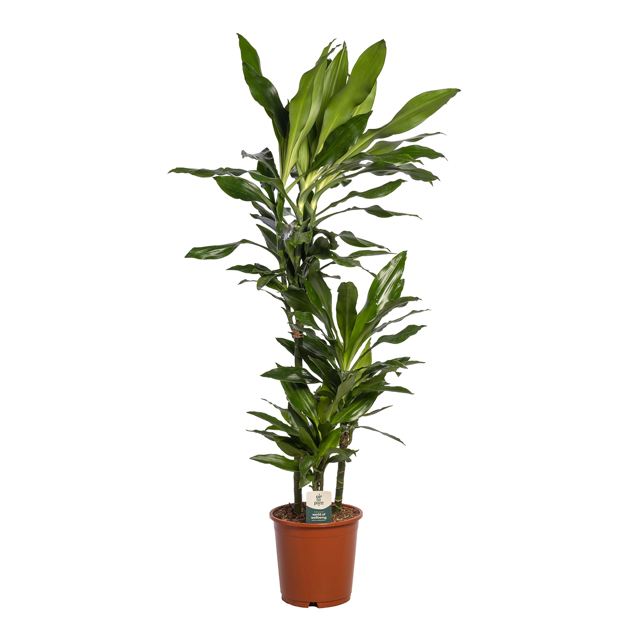 Драцена фрагранс Джанет Линд 3 ст