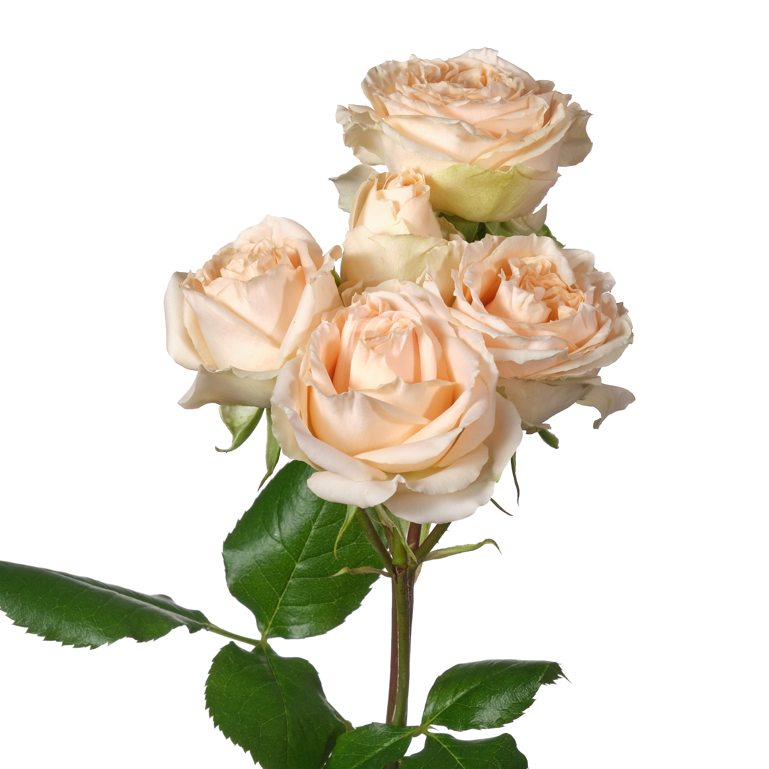 Роза куст саммерроуз