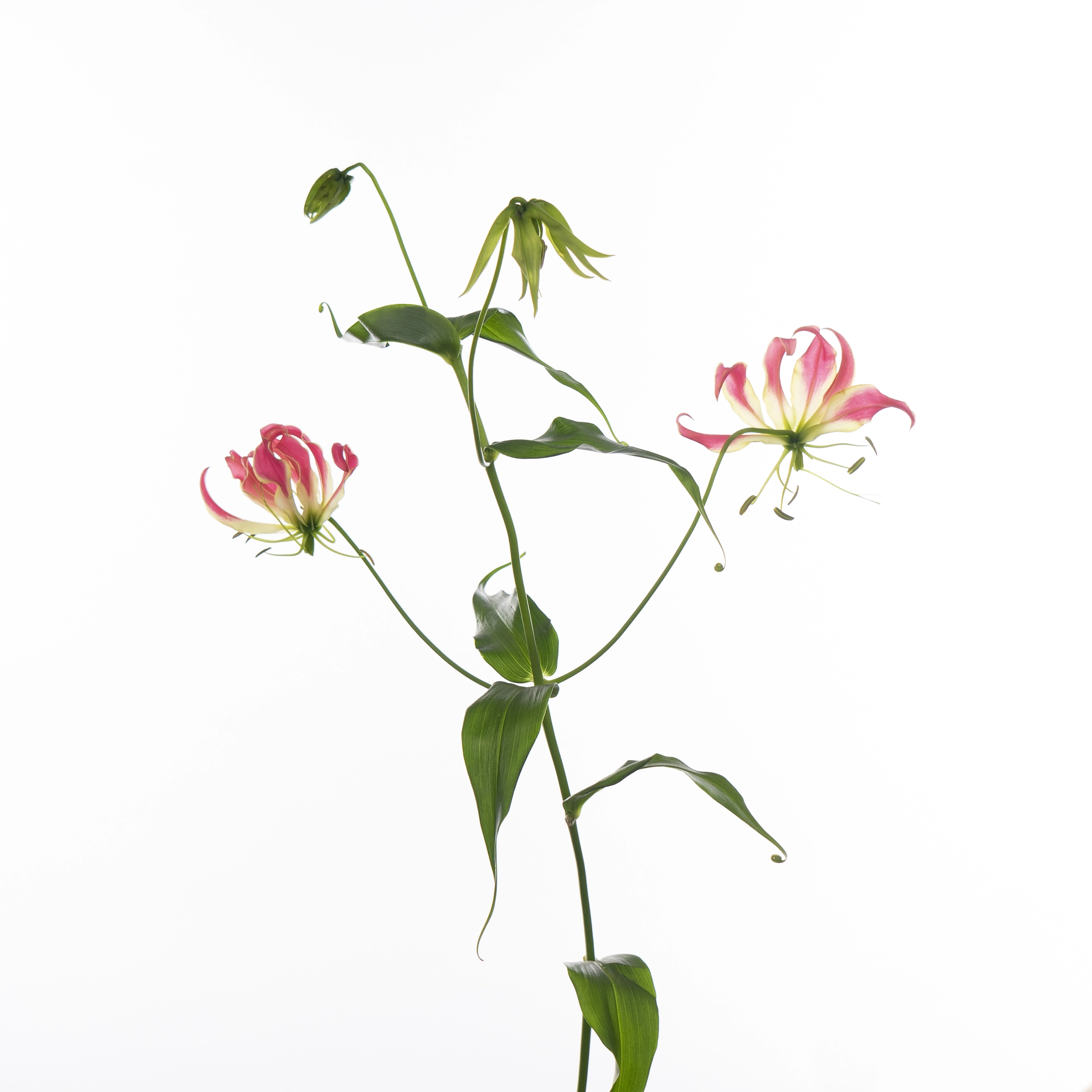 Глориоза симба фифти шейдес