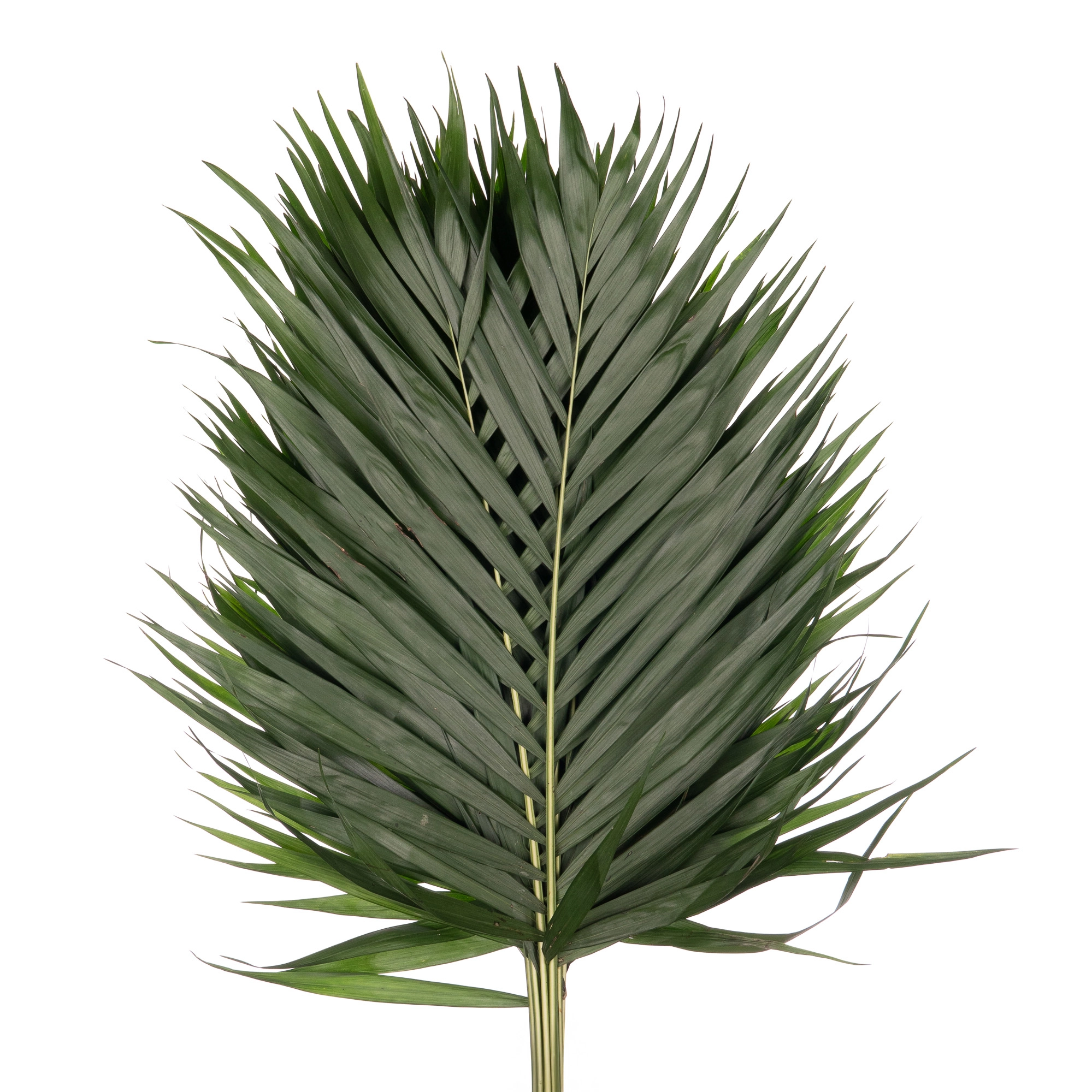 Листья Хамедорея типе