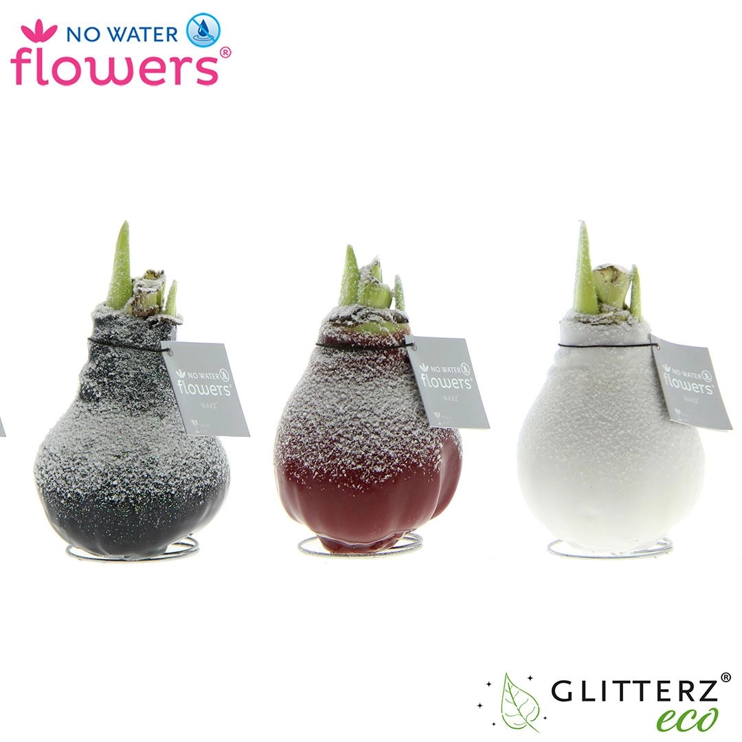 Гиппеаструм Сноу микс в воске