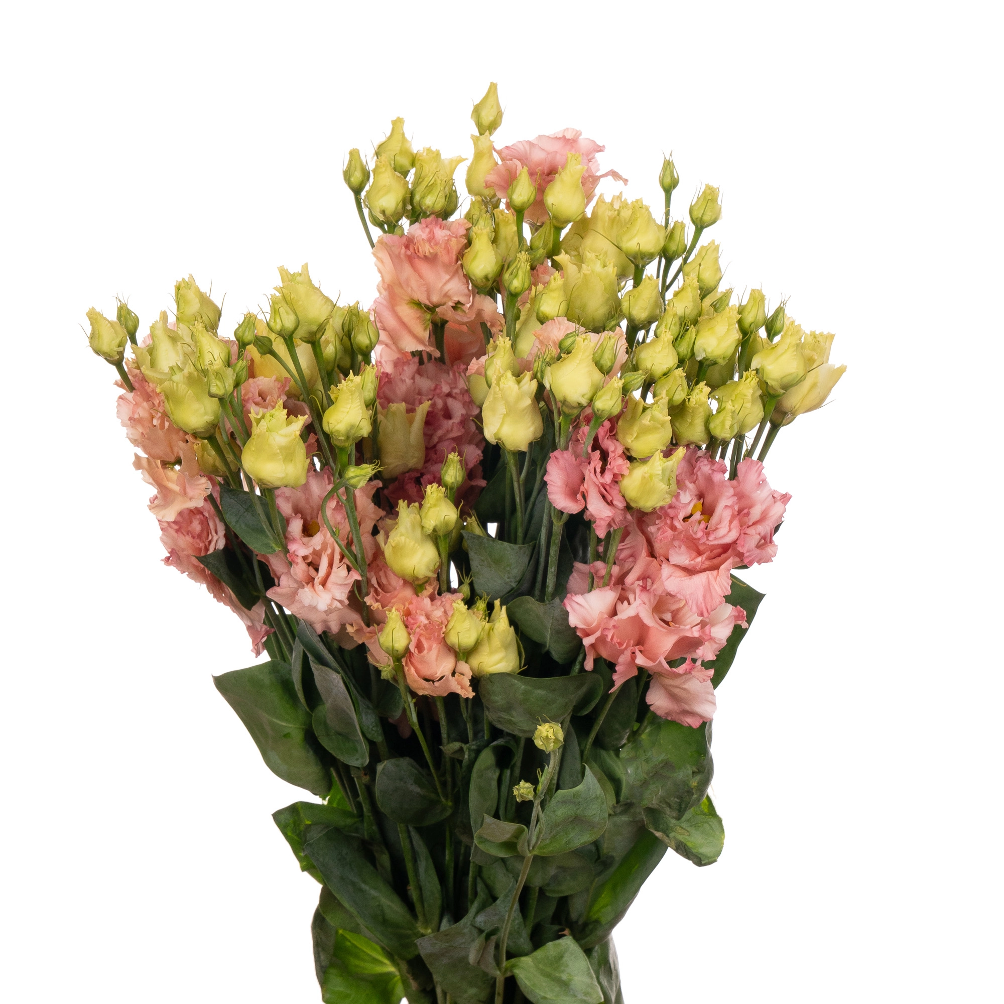 Лизиантус махровый корелли корал