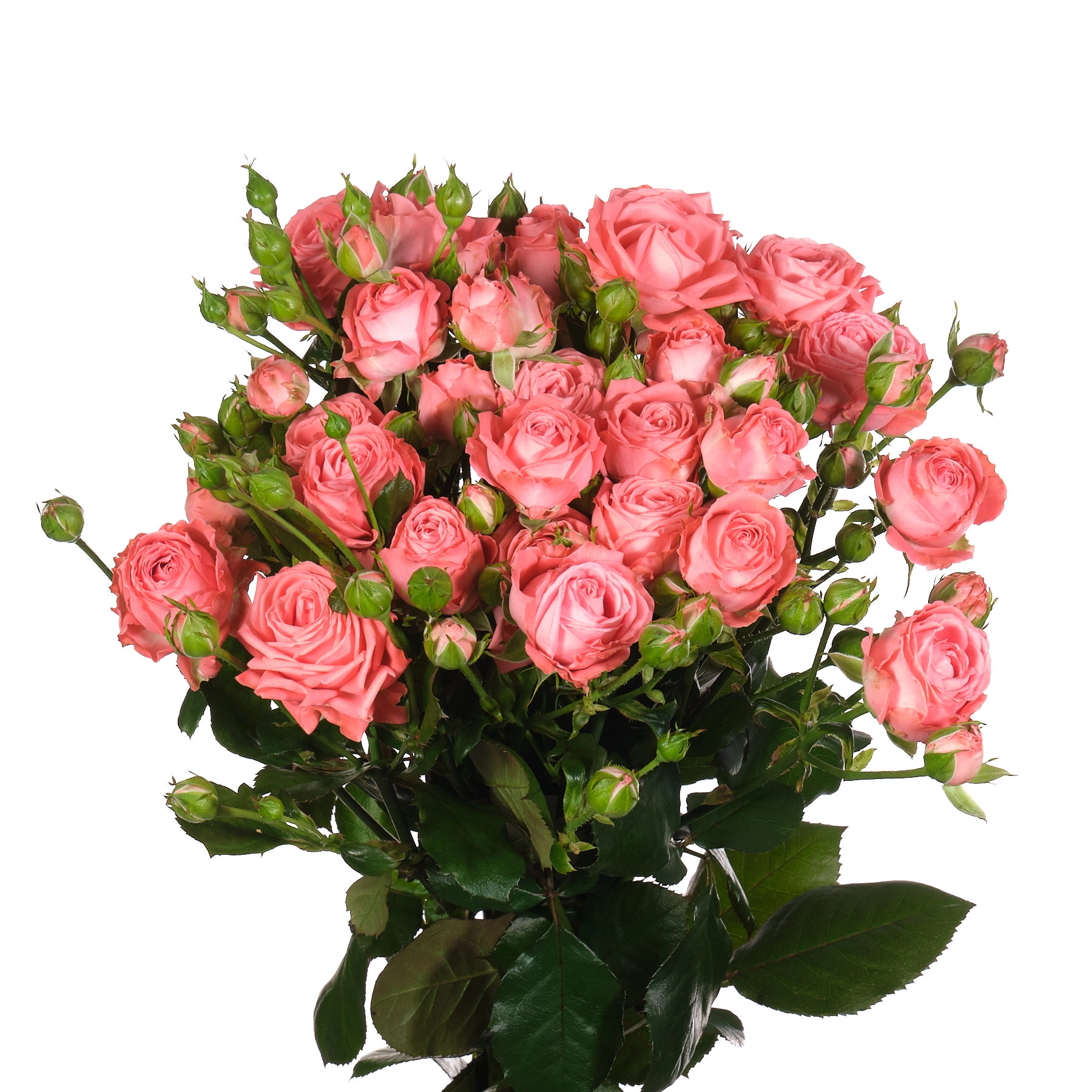 Роза куст барбадос