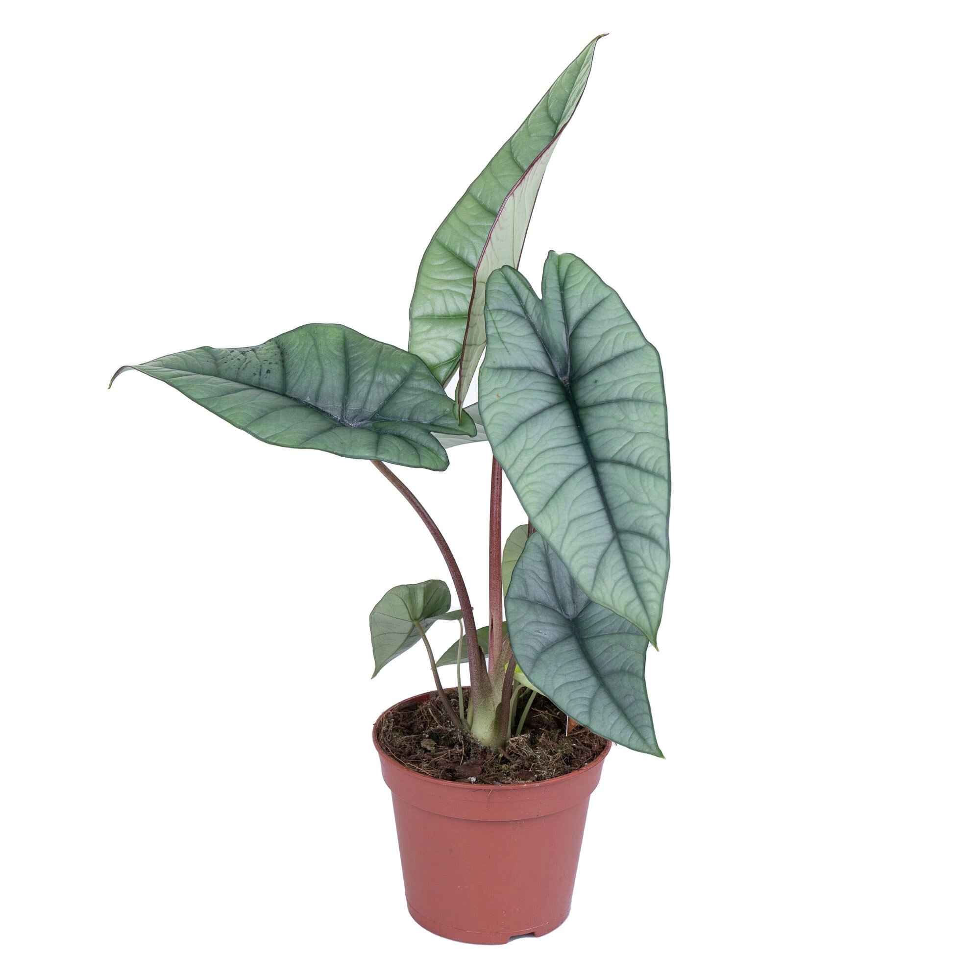 Алоказия Платинум