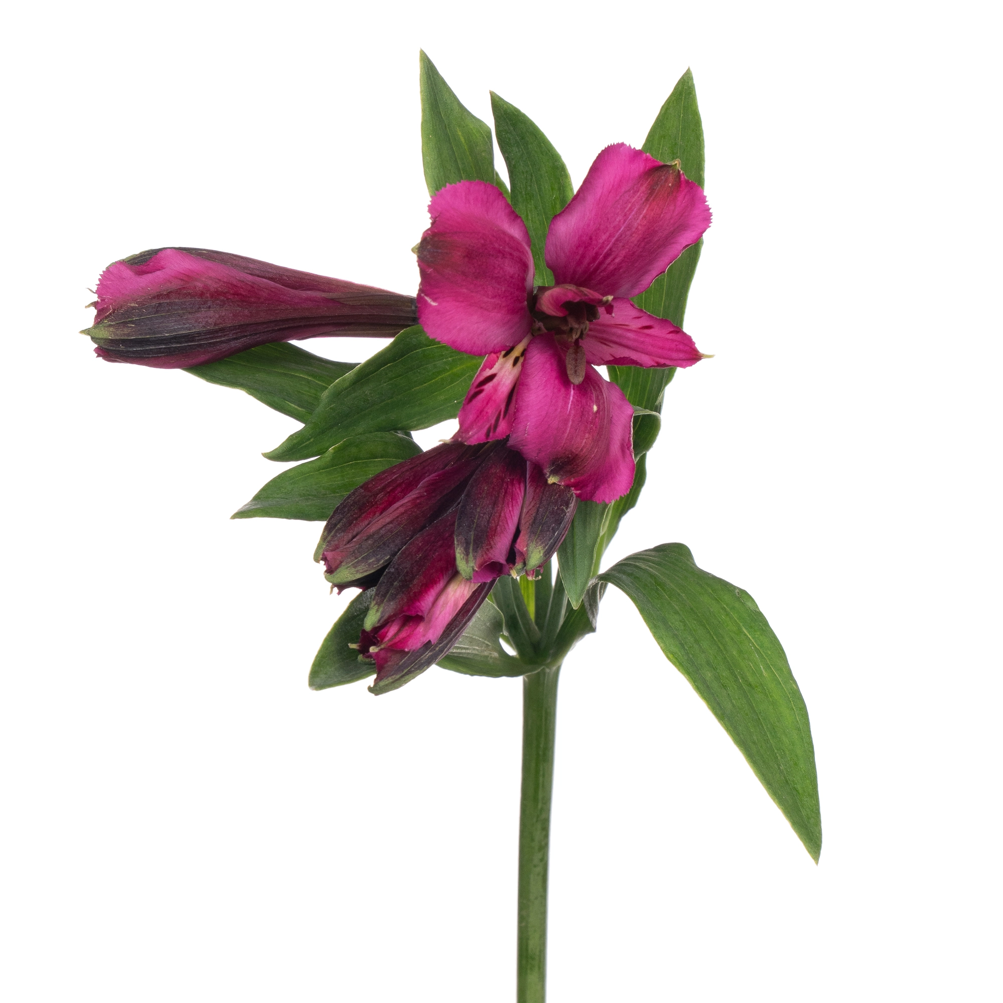 Альстромерия перфекшн пёпл