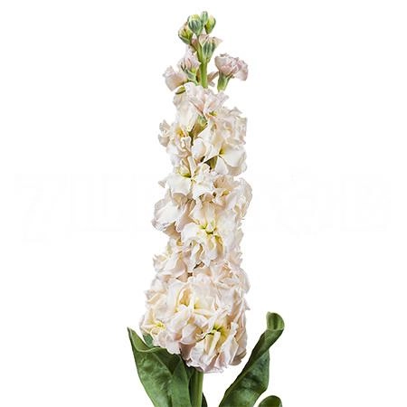 Маттиола сальмон