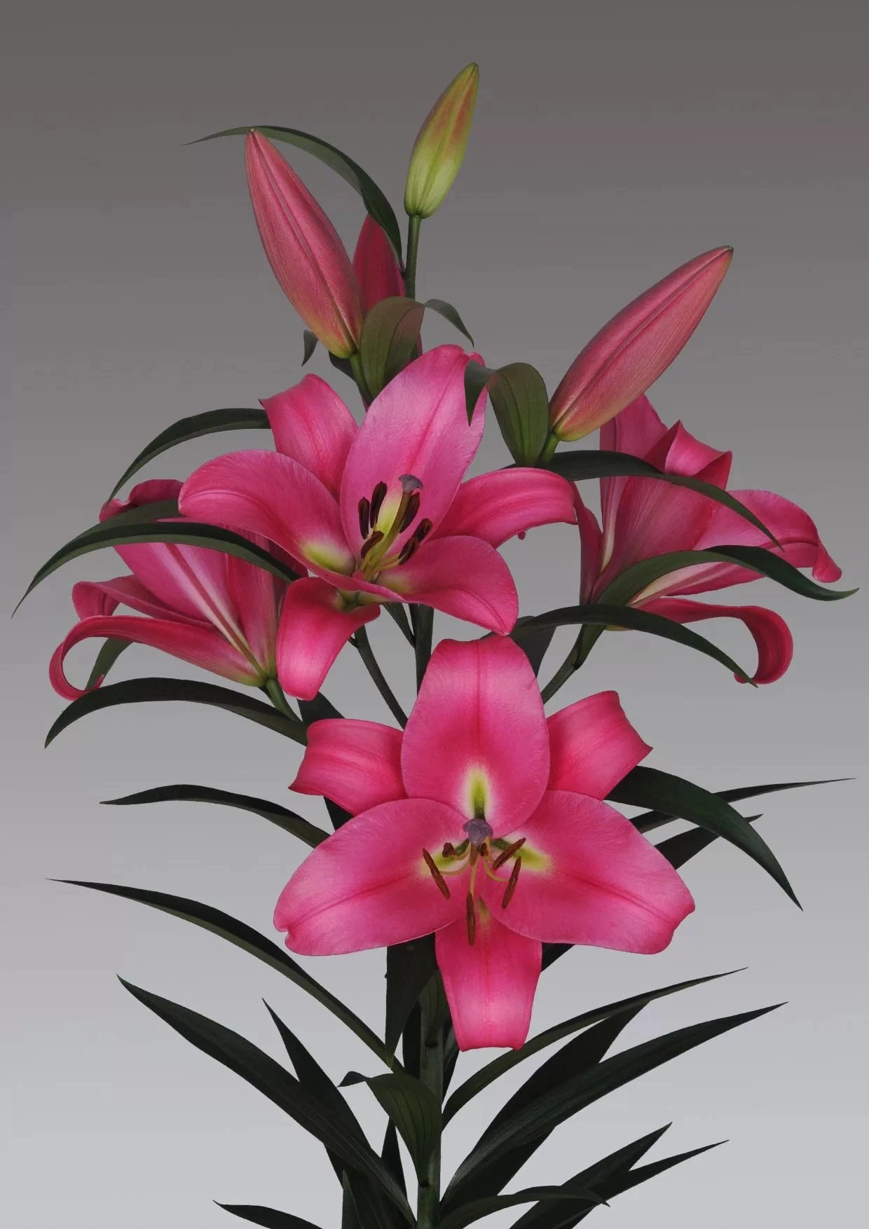 Лилия ор профундо