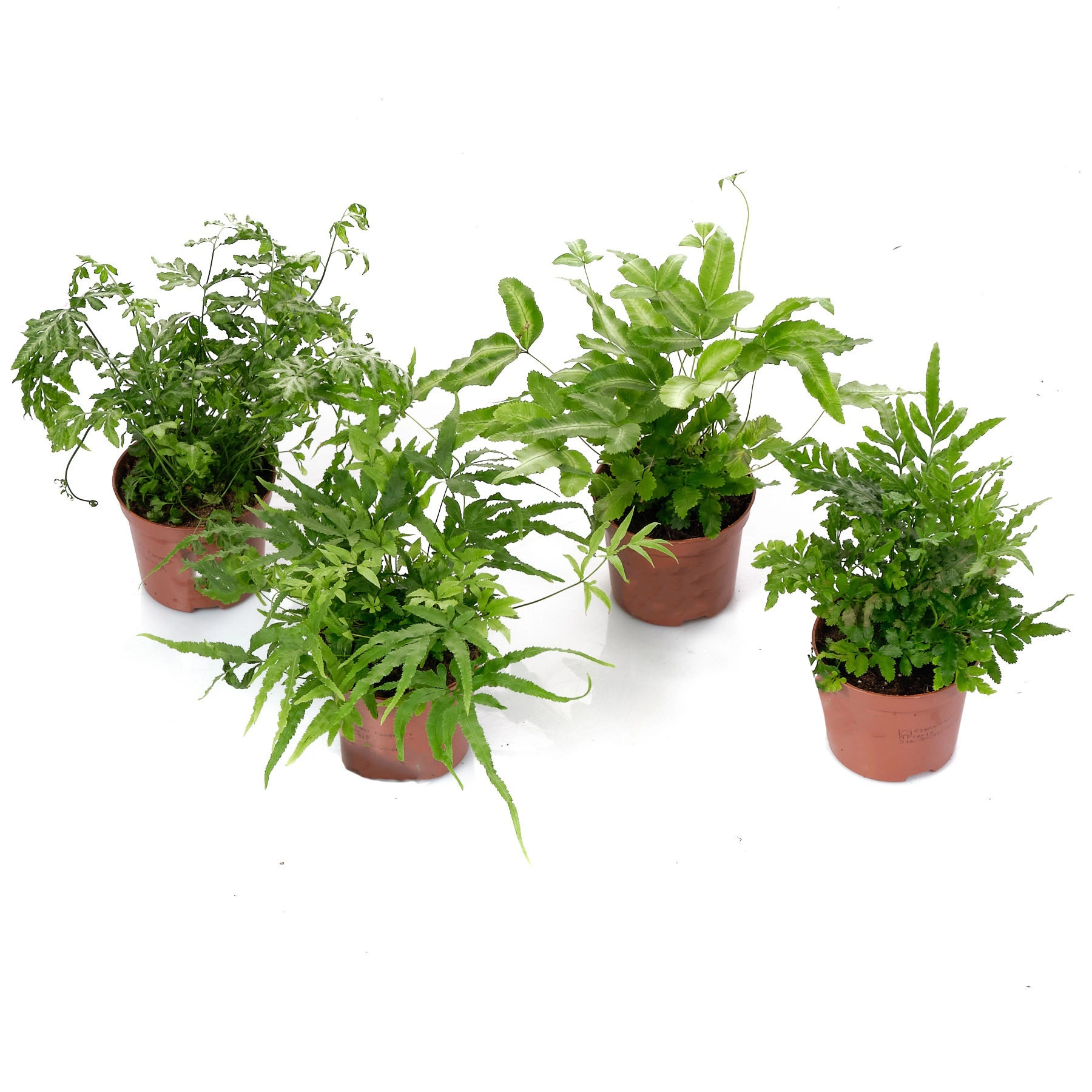 Птерис Микс