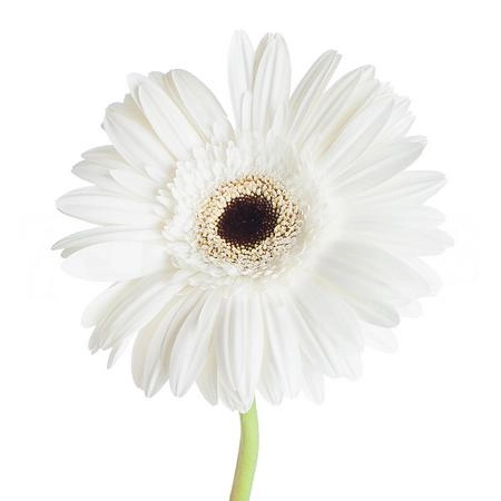 Гербера вайт хауз белая