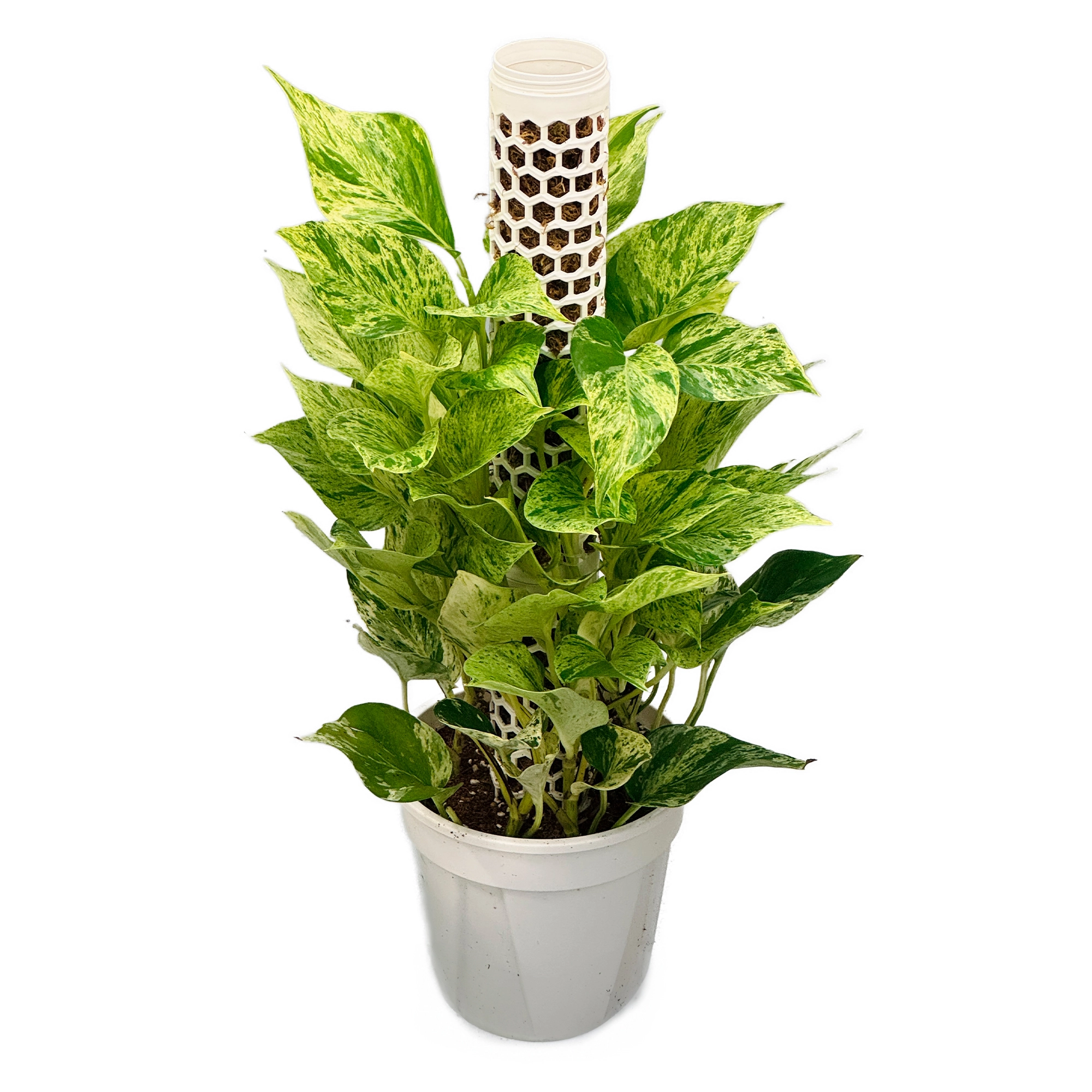 Эпипремнум Марбл Куин моссток