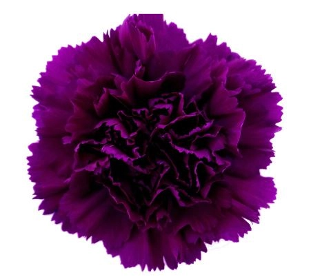 Гвоздика мунти