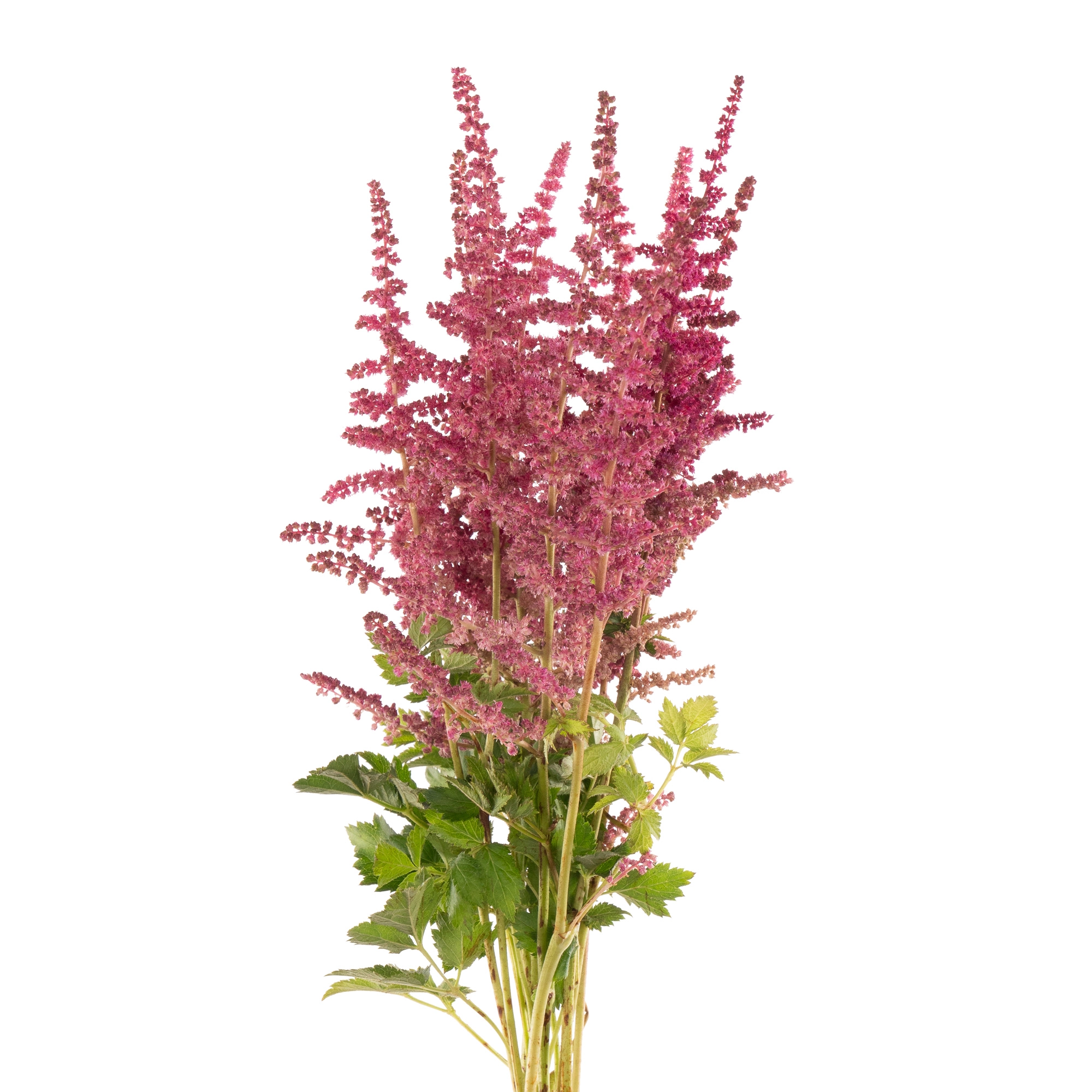 Астильба лауд енд прауд