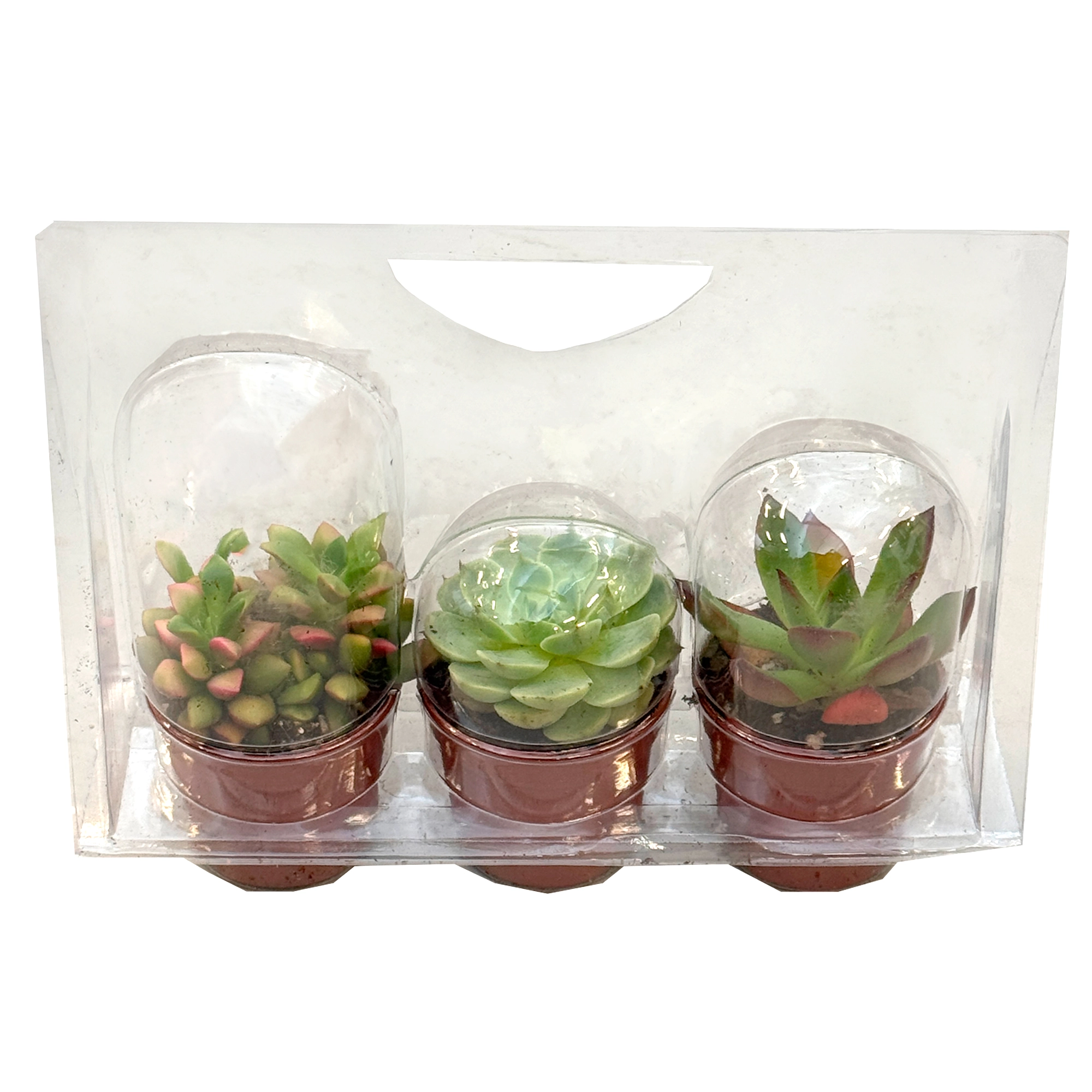 Суккулент в блистере 3 шт.