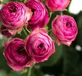 Роза куст жизель