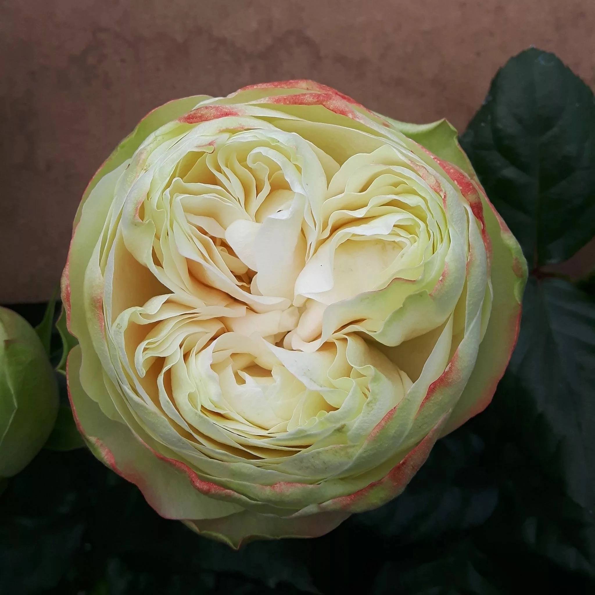 Роза однг кела-бб