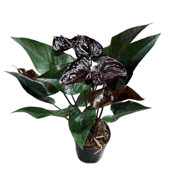 Антуриум андрианум Блек Виннер